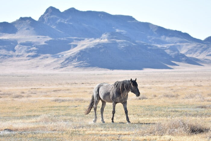 Wild Horse, Utah, 2022, photograph, 16 x 20 in. / 40.64 x 50.8 cm.