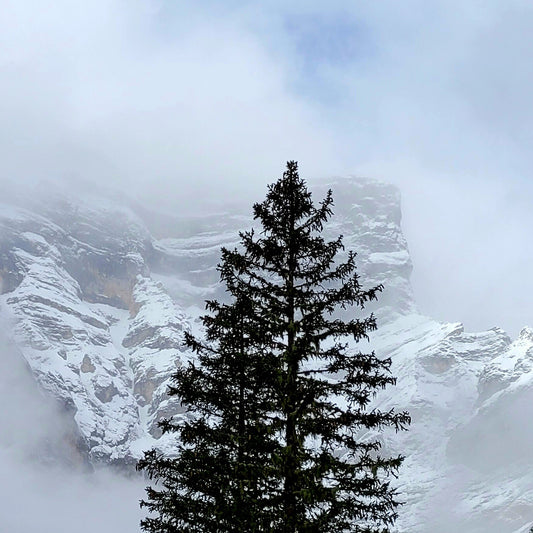 Spruce, Mountain, Fog, 2025, photography, 12 x 12 in. / 30.48 x 30.48 cm.