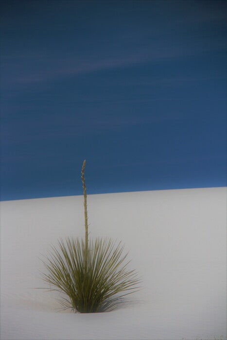 Yucca, 2017, photography, 10 x 8 in. / 25.4 x 20.32 cm.