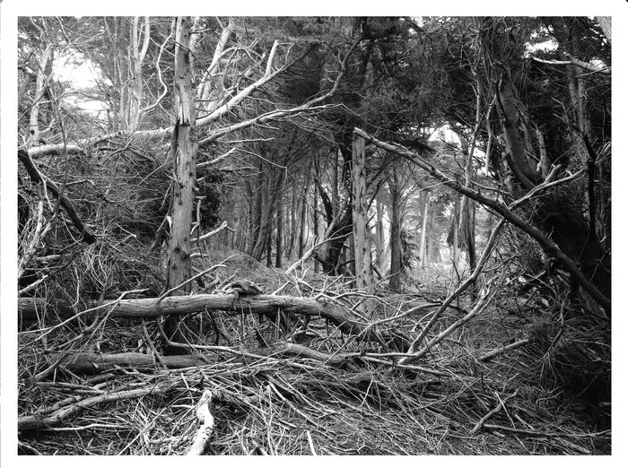 After the Storm, 2013, fiber-based silver halide print, 30 x 40 in. / 76.2 x 101.6 cm.