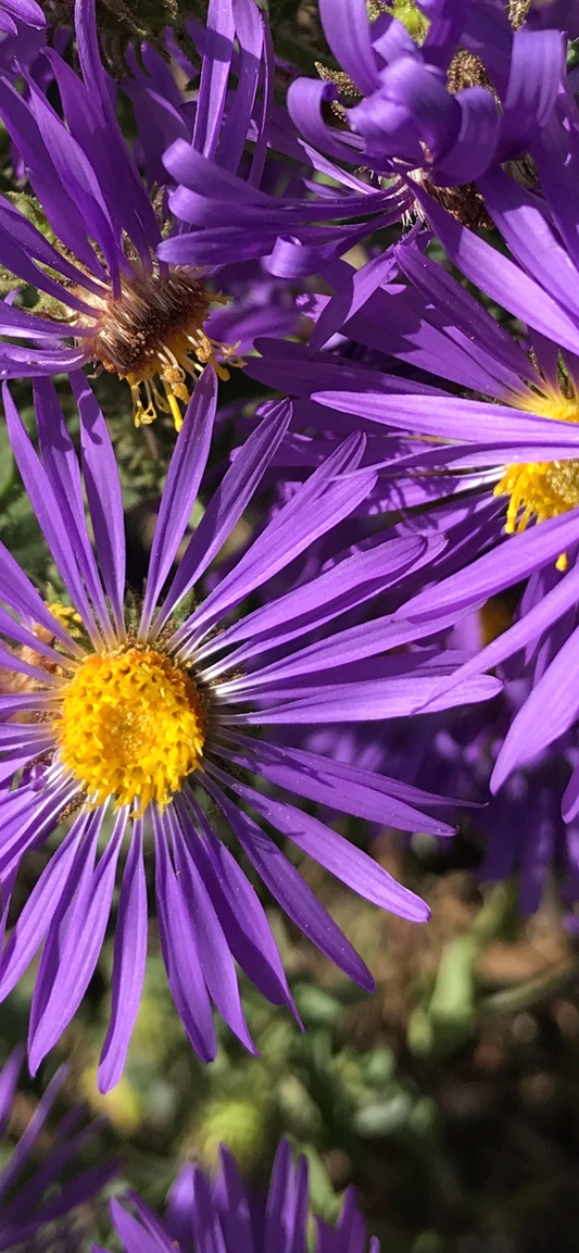 Asters, 2024, photography, 8 x 10 in. / 20.32 x 25.4 cm.