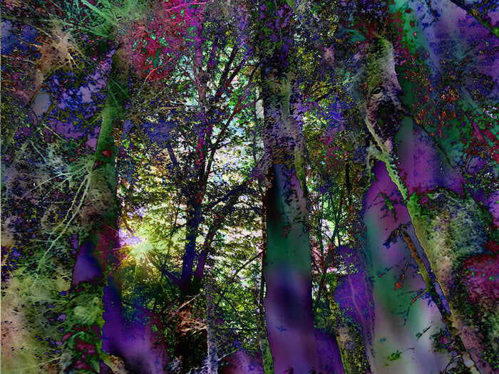 August Trees #5, 2010, textured fine art paper, 24 x 32 in. / 60.96 x 81.28 cm.