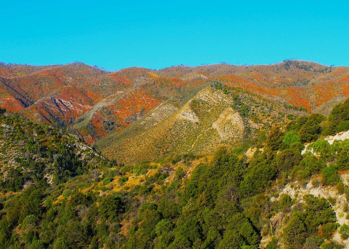 Bathed in the Scent of Cedar, 2024, photography, 12 x 18 in. / 30.48 x 20.32 cm.