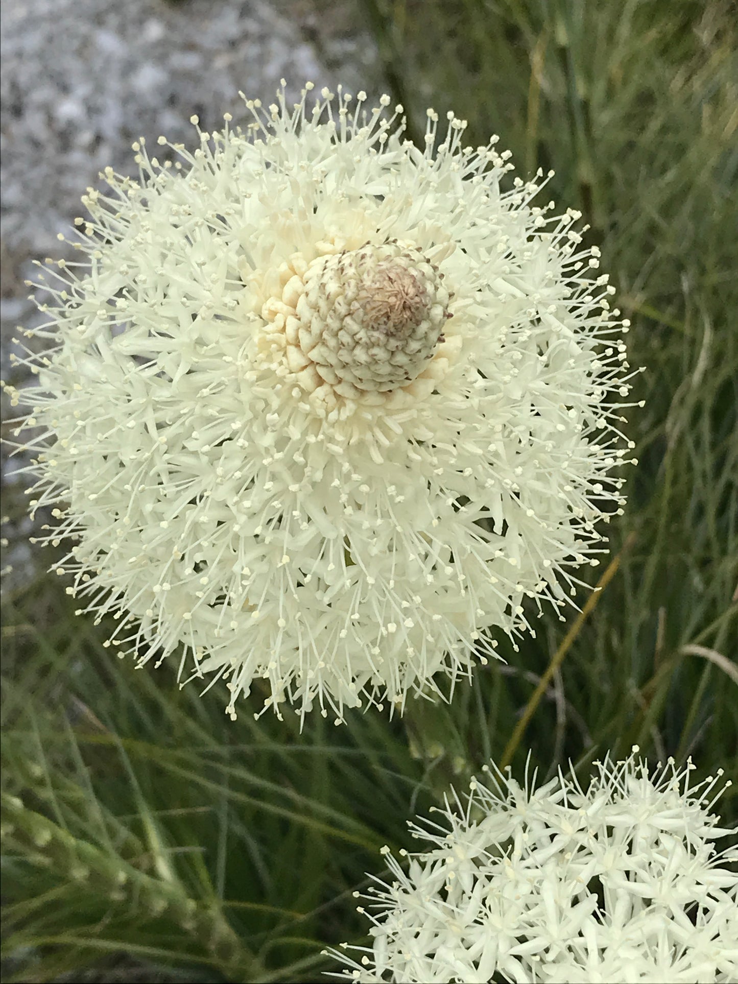 Bear Glass, 2024, photography, 8 x 10 in. / 20.32 x 25.4 cm.