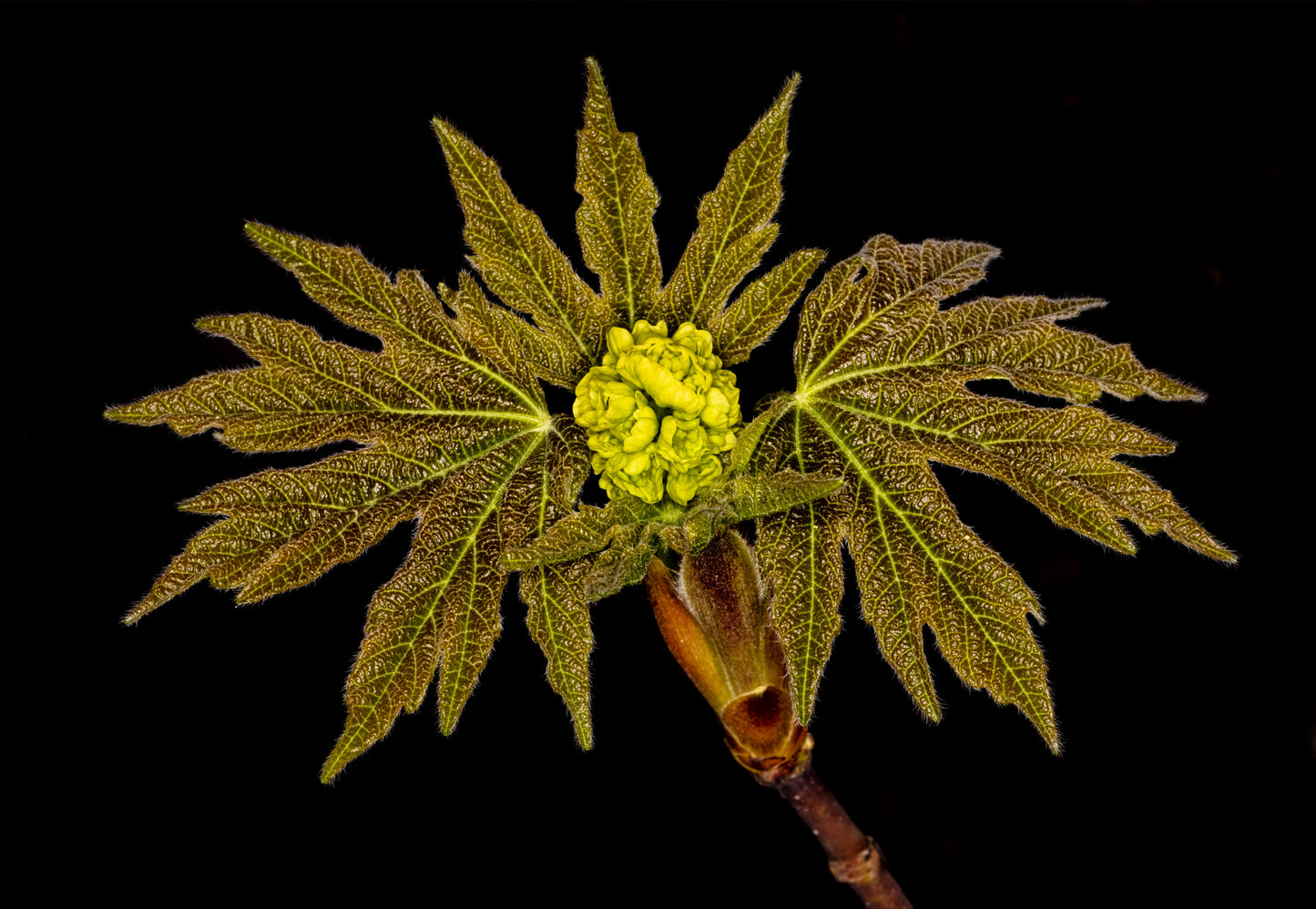 Bigleaf Maple, 2024, photography, 18 x 24 in. / 45.72 x 60.96 cm.