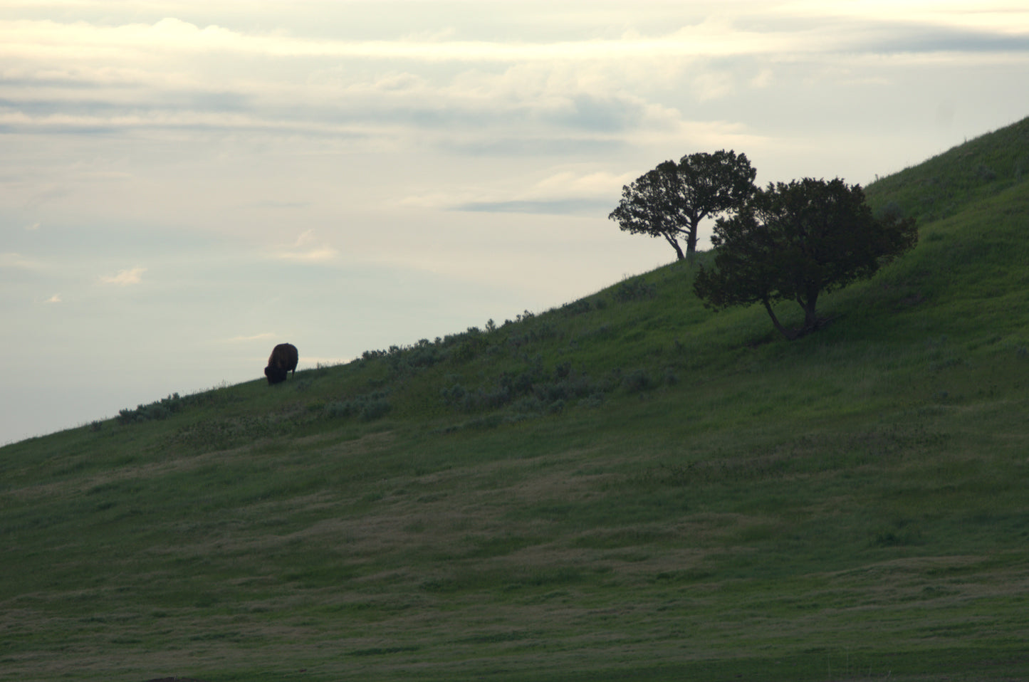 Bison, Badlands, 2022, photograph, 36 x 24 in. / 91.44 x 60.96 cm.