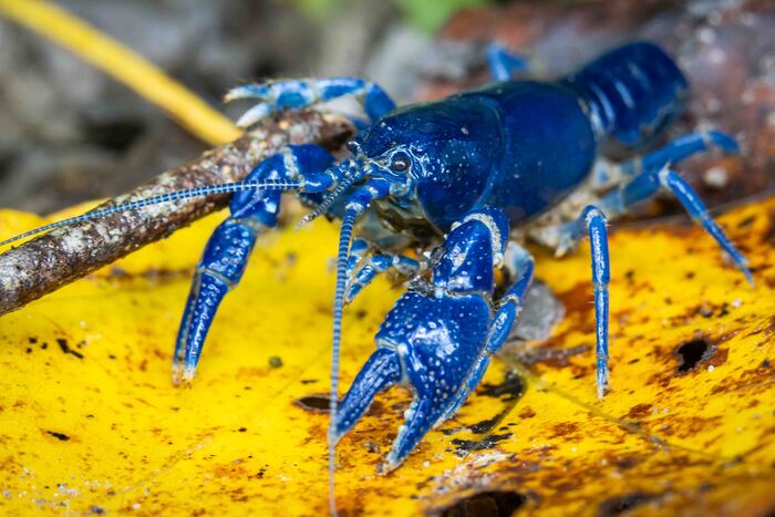 Blue Crawfish, 2023, metal print, 11 x 14 in. / 27.94 x 35.56 cm.