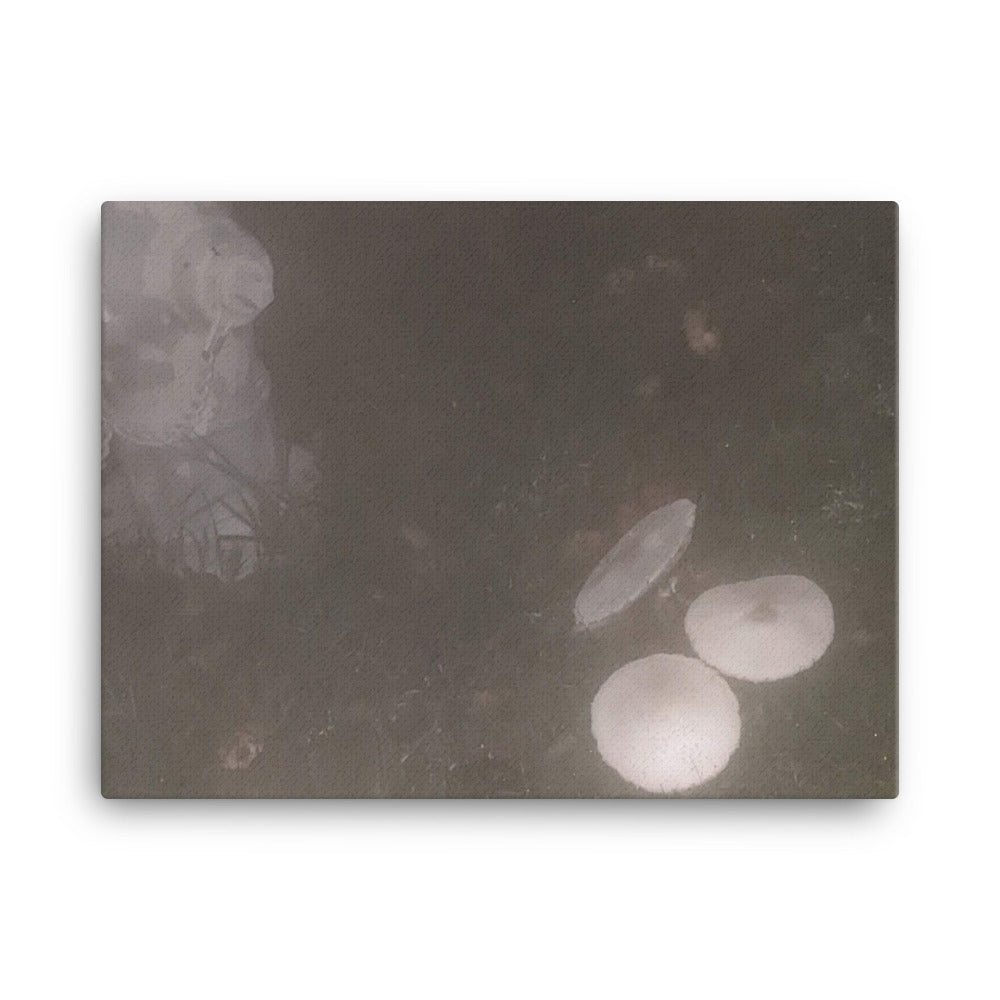 Untitled, 2023, photography on canvas print