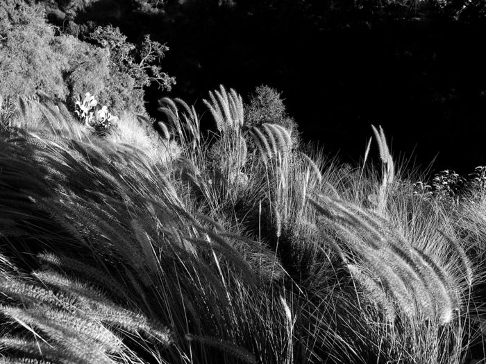 Cat Tails, 2023, photography, 20 x 30 in. / 50.8 x 76.2 cm.