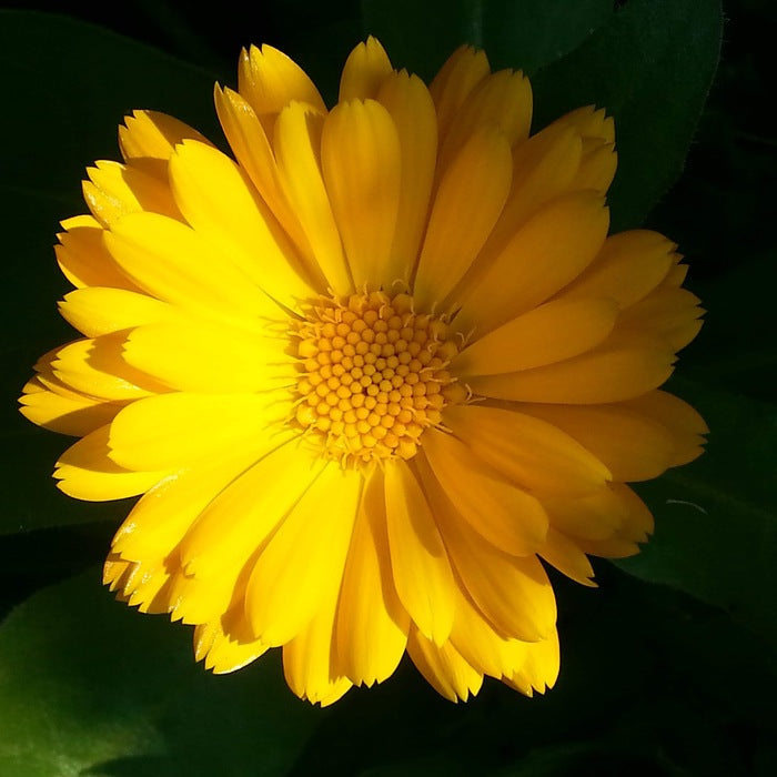 Center, 2001, photography, 1 x 1 in. / 2.54 x 2.54 cm.