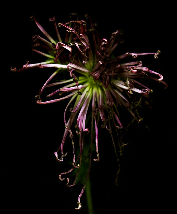 Chrysanthemum #5, 2017, color pigment inkjet print, 9 x 7 in. / 22.86 x 17.78 cm.