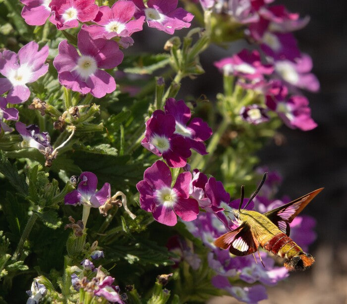 Clearwing, 2024, photography, 15 x 17 in. / 38.1 x 43.18 cm.