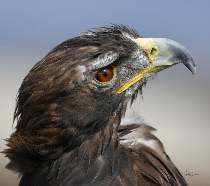 Close Up, 2016, photography, 13 x 13 in. / 33.02 x 33.02 cm.