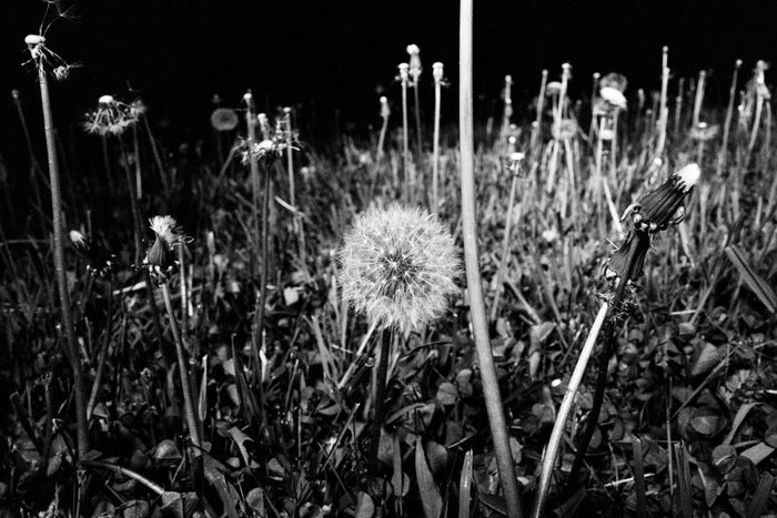 Dandelion, 2020, photography, 11 x 14 in. / 27.94 x 35.56 cm.