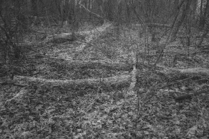 Dead Trees, 2020, photography, 11 x 14 in. / 27.94 x 35.56 cm.