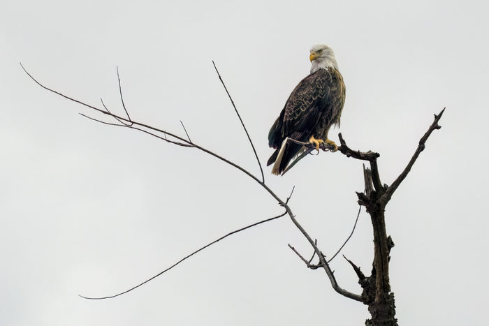 Eagle, 2023, ink jet print, 13 x 19 in. / 33.02 x 48.26 cm.