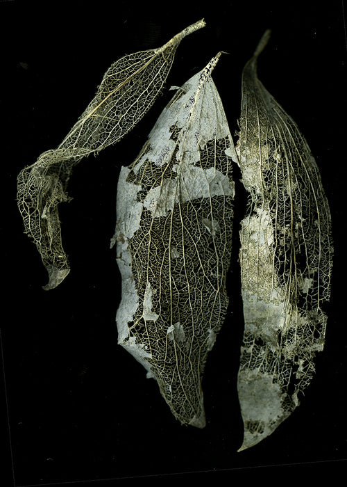 Ephemera, 2023, color pigment inkjet print, 9 x 7 in. / 22.86 x 17.78 cm.