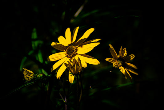 First Light, 2023, photography, 17 x 22 in. / 43.18 x 55.88 cm.