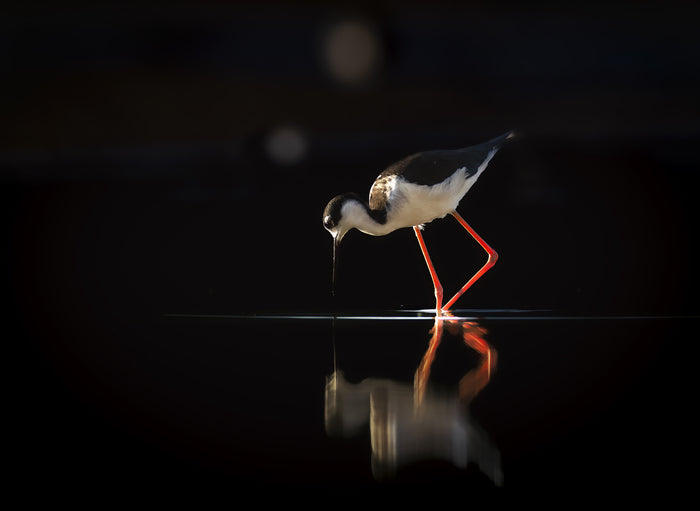 Graceful Elegance, 2023, photography, 14 x 11 in. / 35.56 x 27.94 cm.