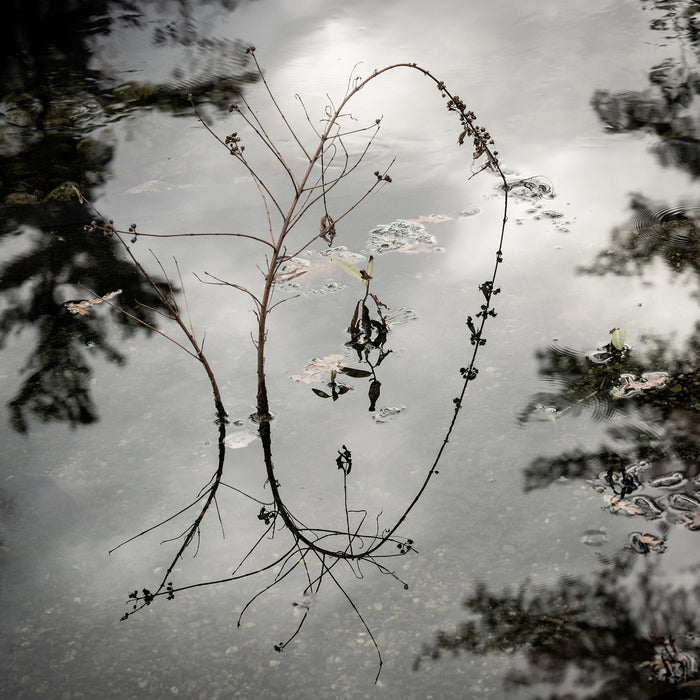 In Two Worlds, 2022, photography, 13 x 13 in. / 33.02 x 33.02 cm.