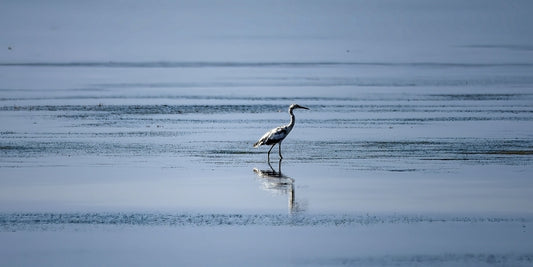 Juvenile Egret, 2023, photography, 5 x 10 in. / 12.7 x 25.4 cm.
