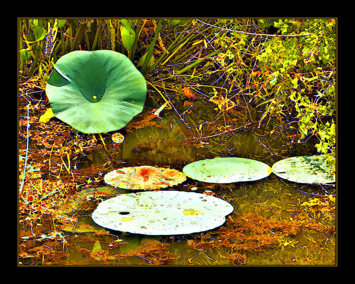 Lakeside Lily Pads, 2022, photography, 16 x 20 in. / 40.64 x 50.8 cm.