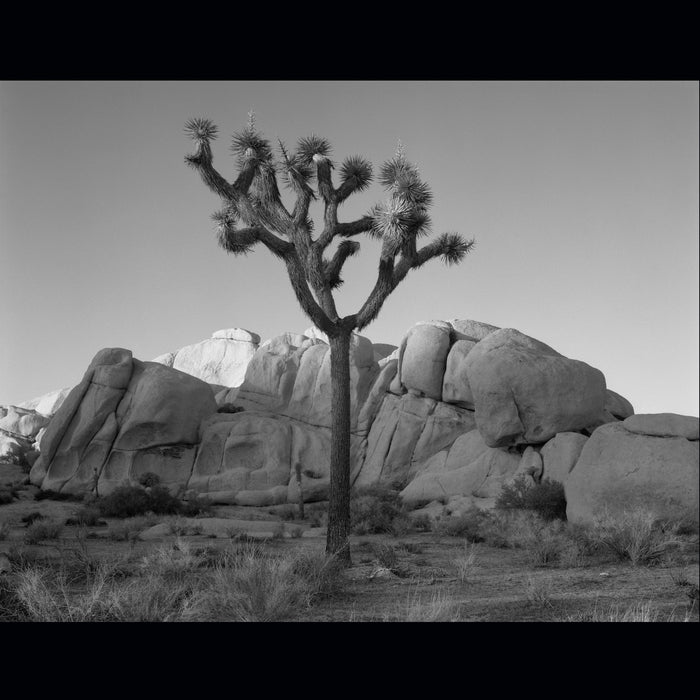 Last Light Joshua Tree, 2010, silver gelatin photograph, 28 x 22 in. / 71.12 x 55.88 cm.
