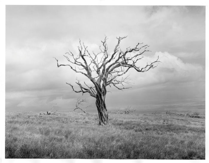 Mauna Kea Tree Study, Part 3, 2021, fiber-based silver halide print, 30 x 40 in. / 76.2 x 101.6 cm.