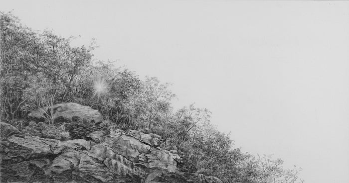 Morning Glory, 2017, graphite, 17 x 25 in. / 43.18 x 63.5 cm.