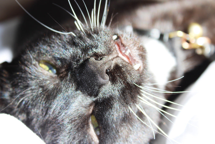 Morning Rainbows, 2024, photography, 18 x 12 in. / 45.72 x 30.48 cm.