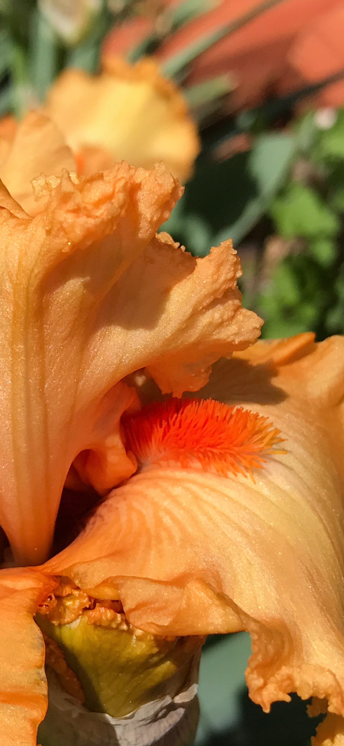 Natural Orange, 2024, photography, 8 x 10 in. / 20.32 x 25.4 cm.