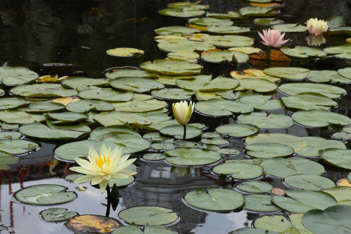 Lotus Lineage, 2024, photography, 20 x 29 in. / 50.8 x 73.66 cm.