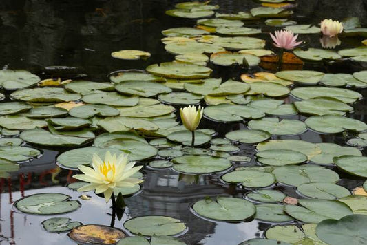 Lotus Lineage, 2024, photography, 20 x 29 in. / 50.8 x 73.66 cm.