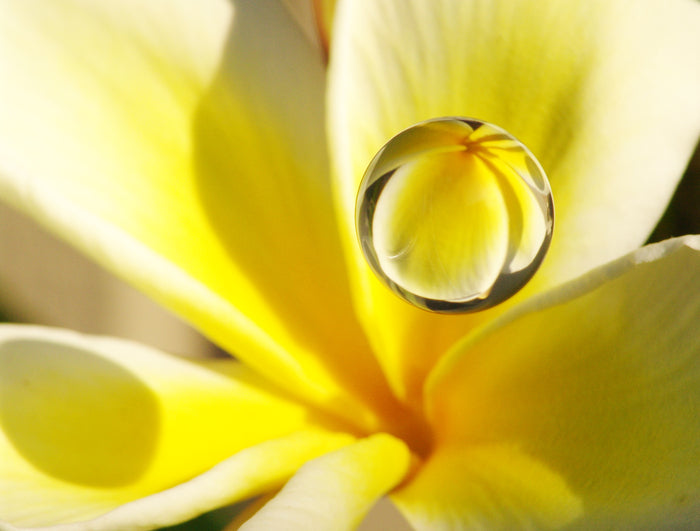 Plumeria, 2008, archival pigment print, 22 x 17 in. / 55.88 x 43.18 cm.