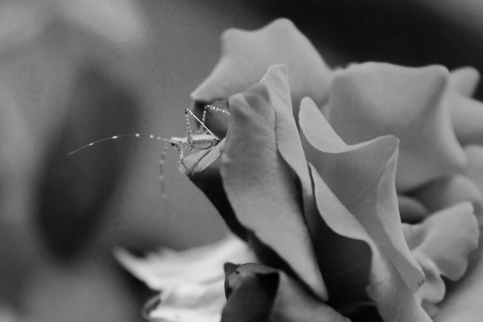 Perched, 2000, photography, 1 x 1 in. / 2.54 x 2.54 cm.