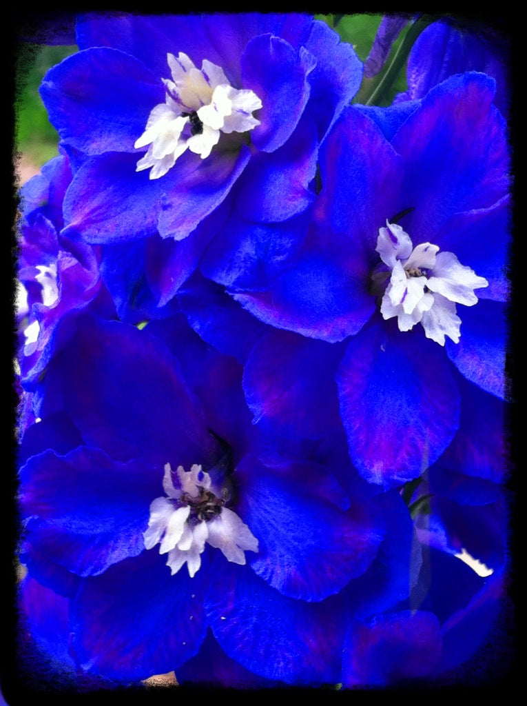 Delphinium, 2025, photography, 17 x 11 in. / 43.18 x 27.94 cm.