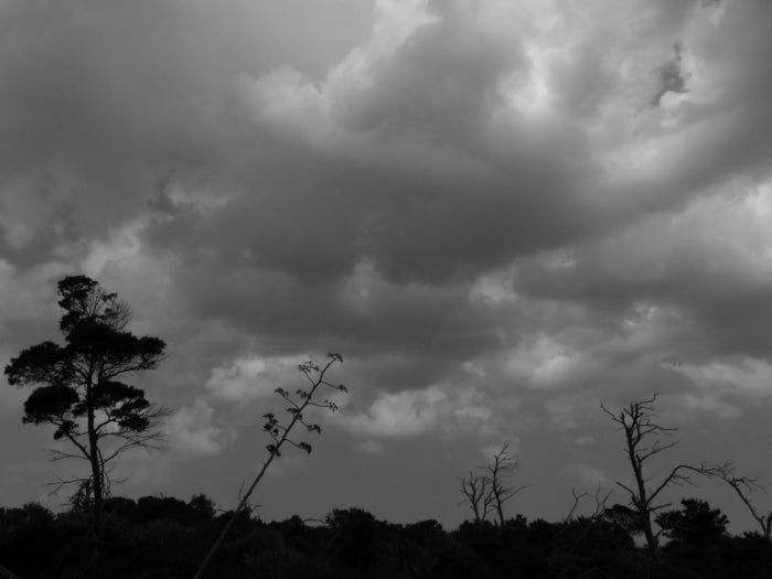 Plant Conference and the Sky Listens, 2013, photography, 11 x 14 in. / 27.94 x 35.56 cm.