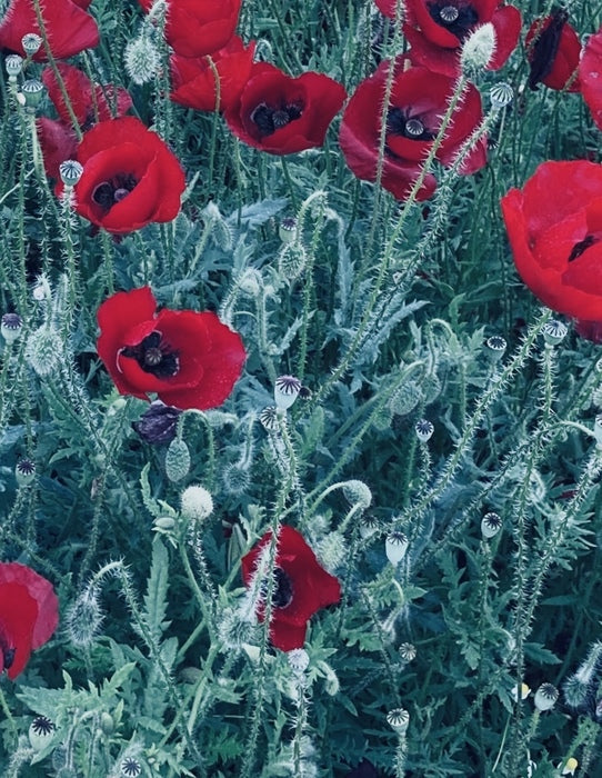 Poppy and Sprouts, 2023, photography, 20 x 16 in. / 50.8 x 40.64 cm.
