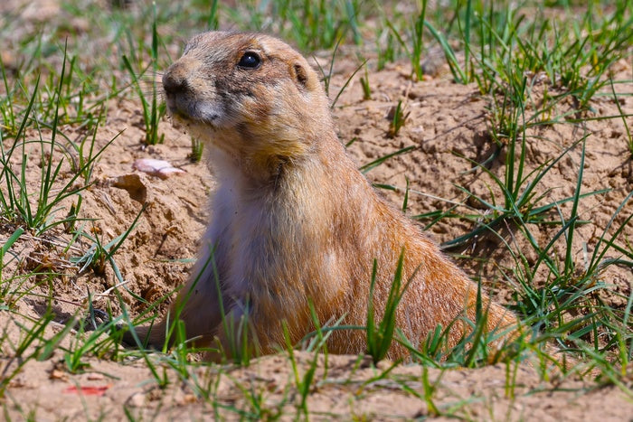Prairie Dog, 2023, photography, 13 x 19 in. / 33.02 x 48.26 cm.