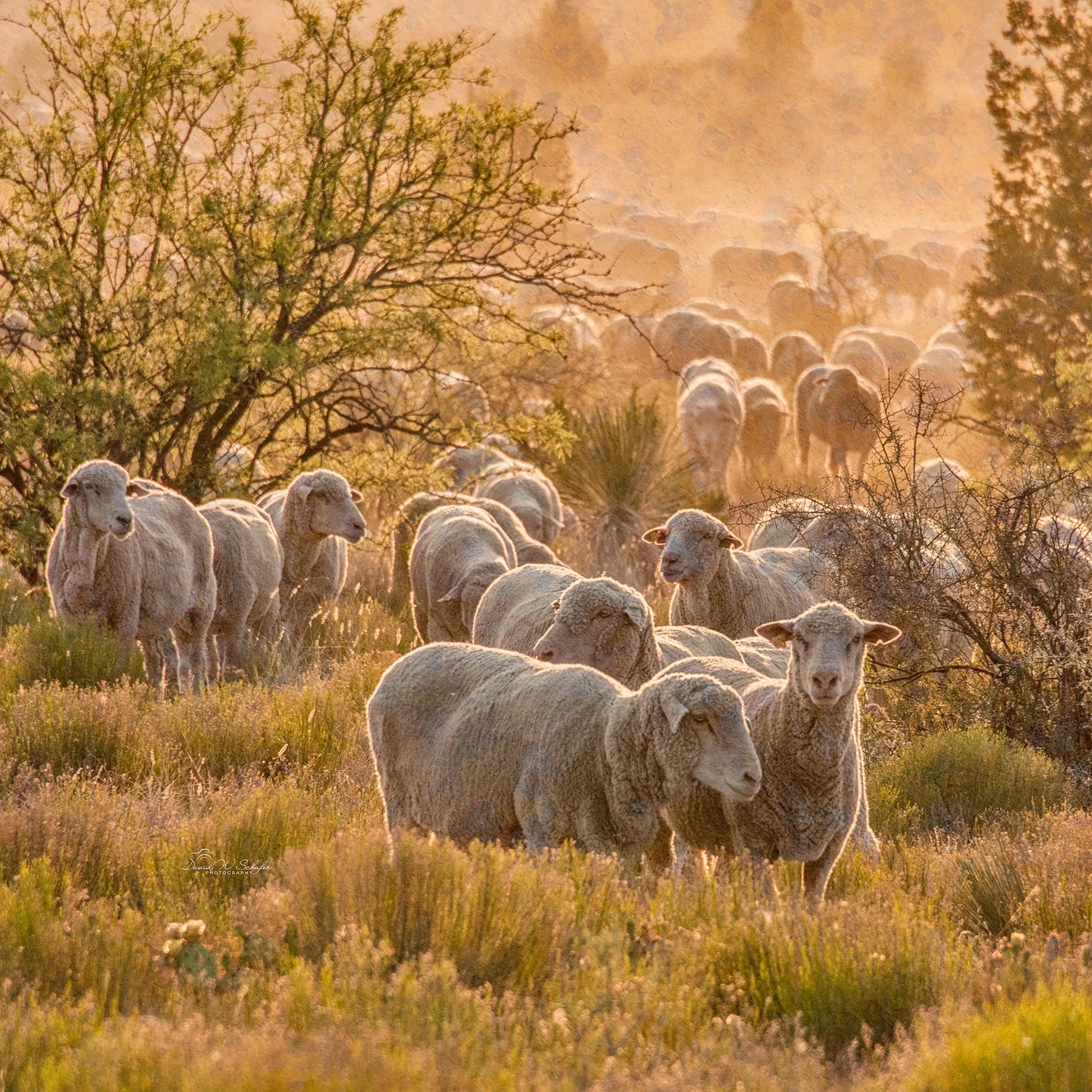 Range Ewes at Sunset, 2012, photography, 18 x 18 in. / 45.72 x 45.72 cm.