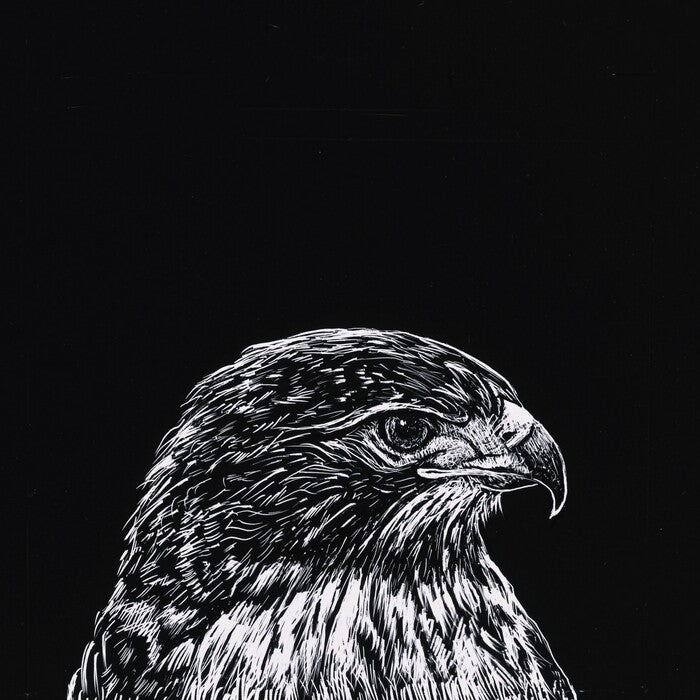 Red-Tailed Hawk, 2023, scratchboard, 3.5 x 3.5 in. / 8.89 x 8.89 cm.