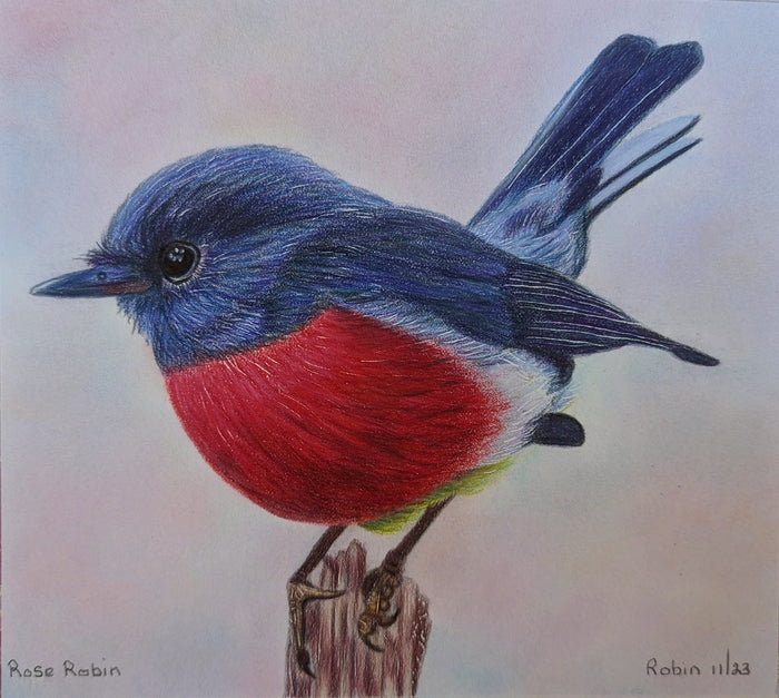 Rose Robin, 2023, mixed media, 6.75 x 8.75 in. / 17.145 x 22.225 cm.