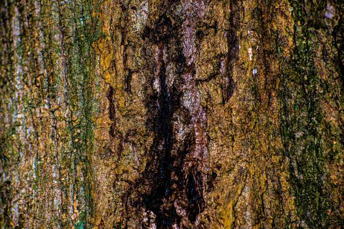 Scar, 2023, photography, 17 x 22 in. / 43.18 x 55.88 cm.