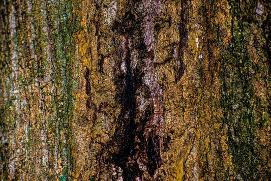 Scar, 2023, photography, 17 x 22 in. / 43.18 x 55.88 cm.