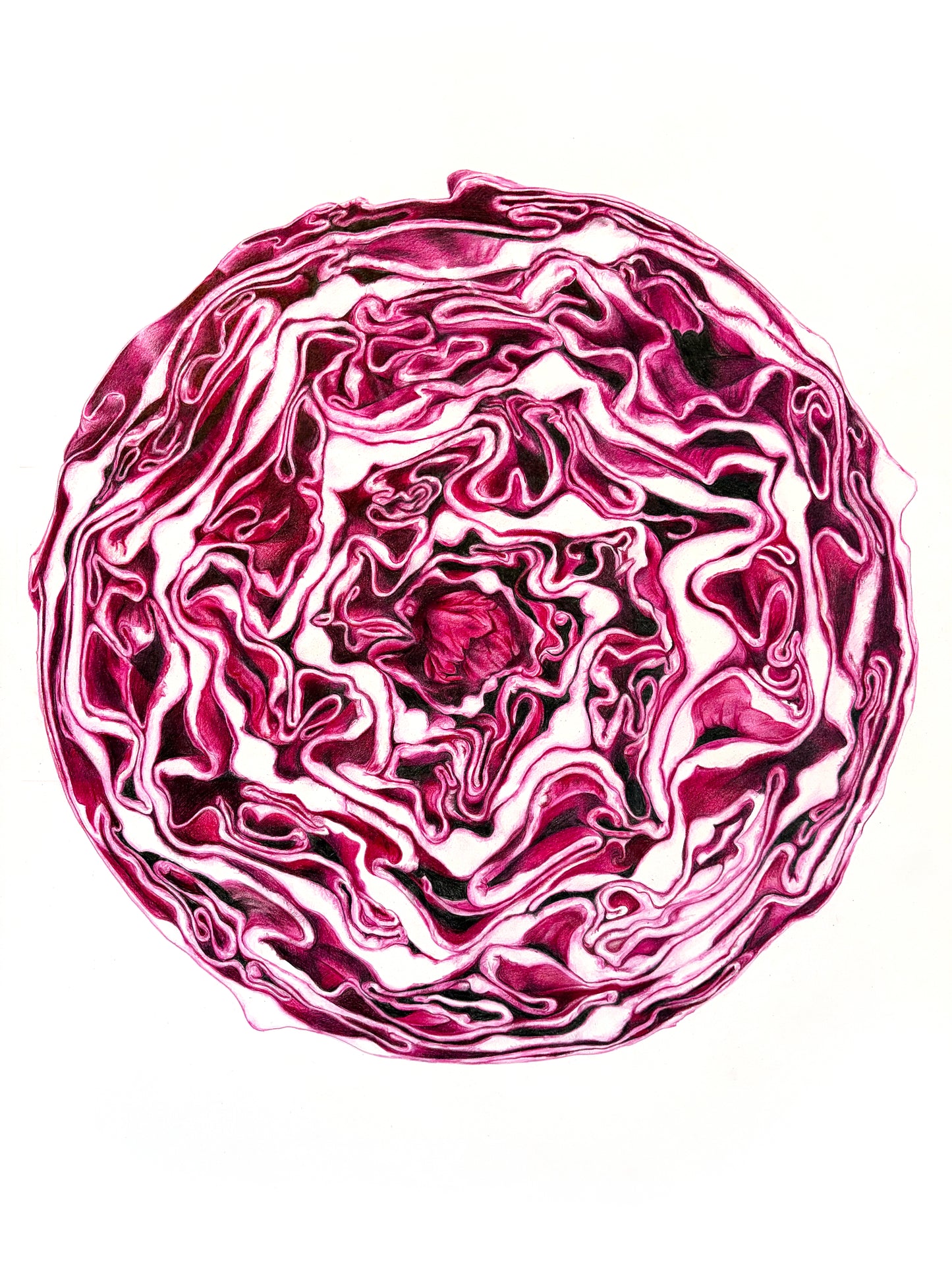 Cabbage #63, 2026, colored pencils, 30 x 22 in. / 76.2 x 55.88 cm.