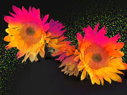 Setting Sunflowers, 2023, digital collage, 11 x 15 in. / 27.94 x 38.1 cm.