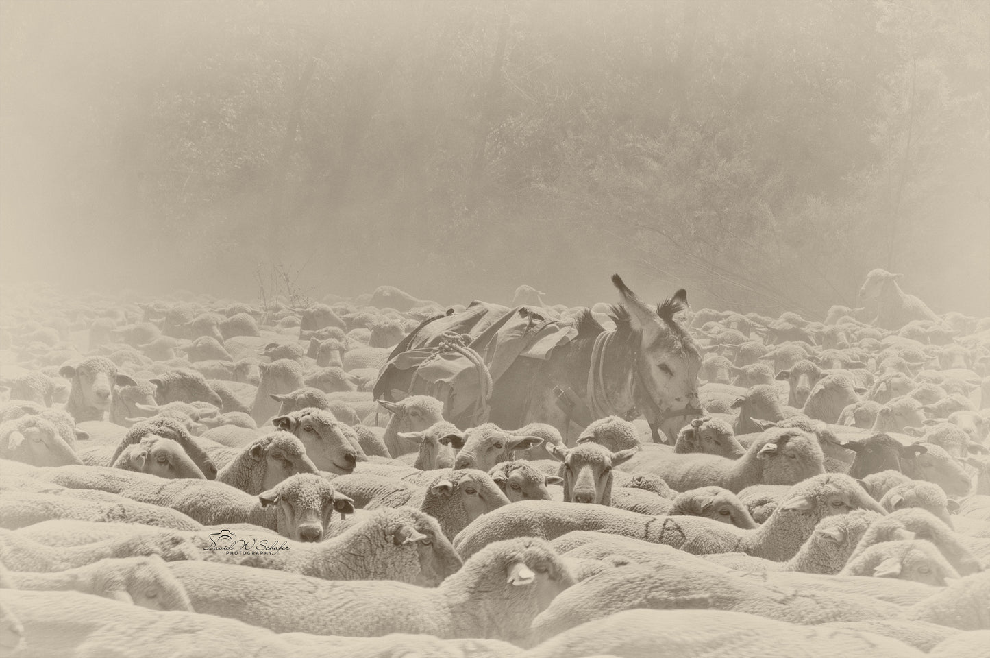 Ass Deep In Sheep, 2013, photography, 16 x 24 in. / 40.64 x 60.96 cm.