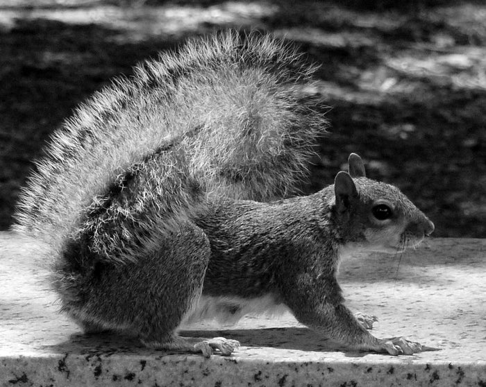 Squirrel, 2023, photography, 20 x 30 in. / 50.8 x 76.2 cm.