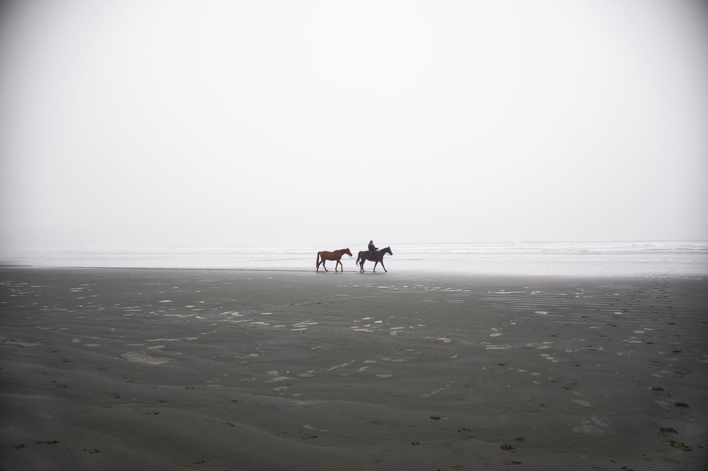 Stallion Strolling, 2022, e-surface paper, 24 x 36 in. / 60.96 x 91.44 cm.