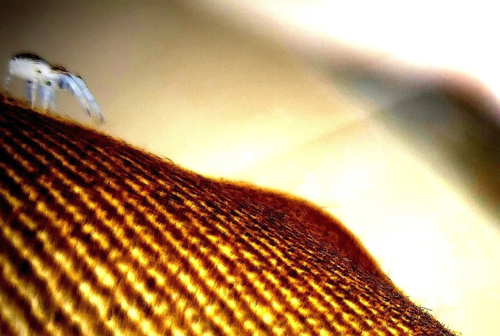 Sub-Sahara : Feeling The Heat, 2017, photo on metal, 16 x 22 in. / 40.64 x 55.88 cm.